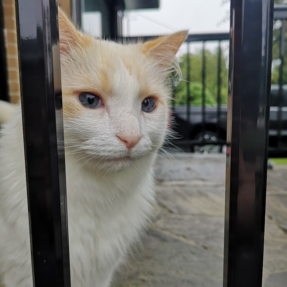 Meet your Posher, Bahar - Picture 1 of 1